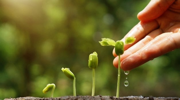 hand giving water to a plant